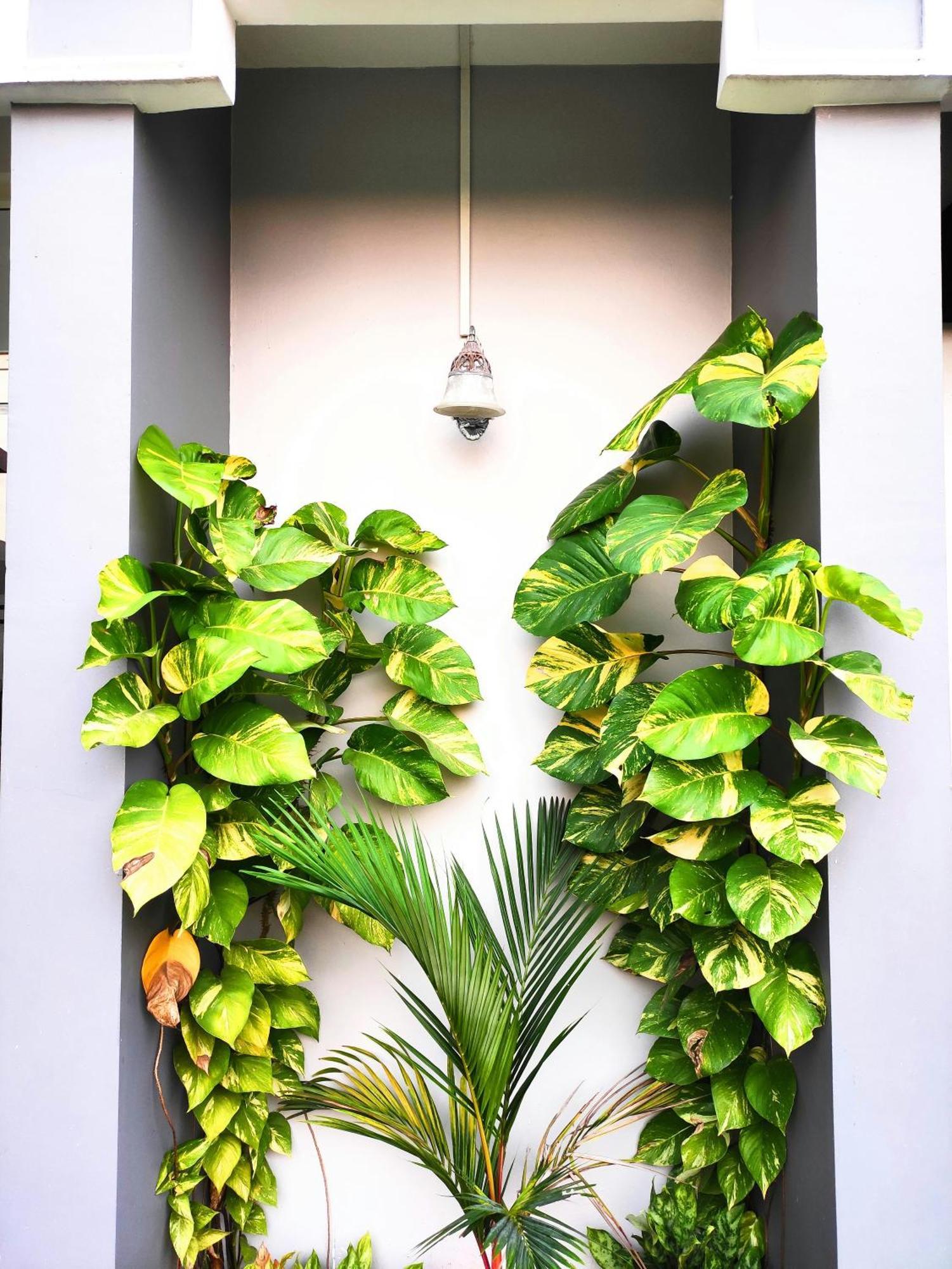 Mango Tree Villa Коччи Экстерьер фото